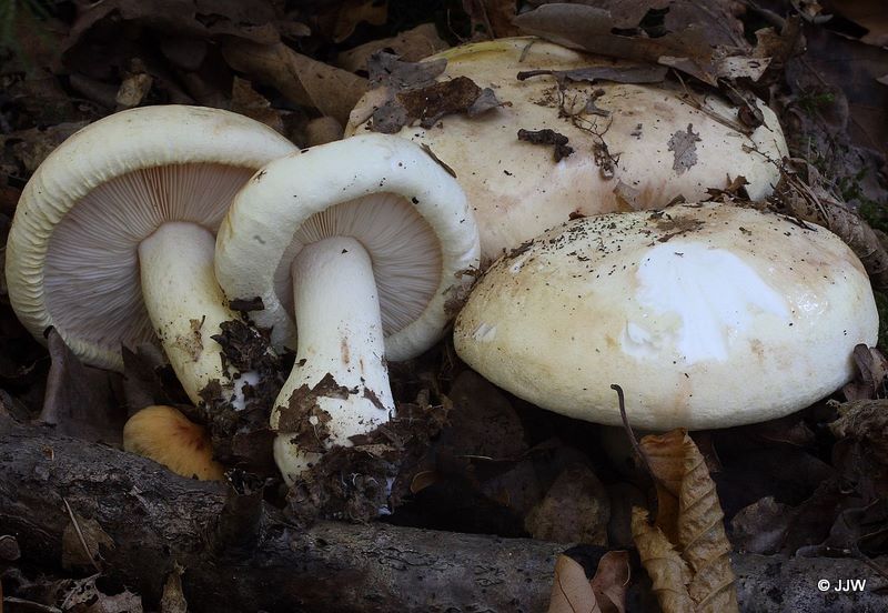 Tricholoma acerbum